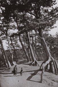 静浦的松树（黑白照片 作者 赫伯特·庞廷