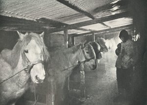 冬季马St，c19101911，1913年 作者 赫伯特·庞廷