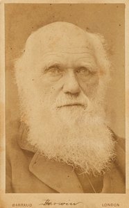 查尔斯-达尔文1809-1882年的画像，1881年。
