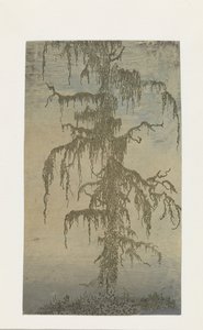 长满苔藓的树