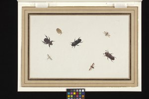 甲虫和飞蛾研究（白色荷兰纸上的水粉和水彩画）