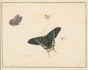 三只蝴蝶和一只黄蜂或苍蝇（水彩和水粉画）