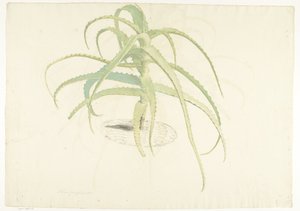 香叶芦荟