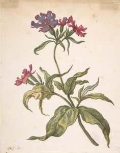 红色捕蝇Lychnis hirsuta, 1680的研究。