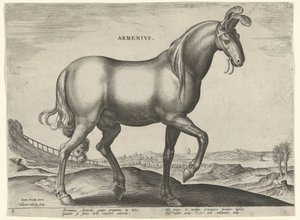 亚美尼亚马 (Armenius) Armenivs（物体上的标题） 来自奥地利唐璜皇家马厩的马品种（系列标题） Equile Ioannis Austriaci Caroli（系列标题） 作者 飞利浦加勒