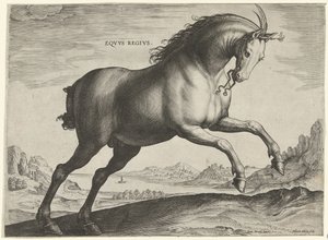 皇家马（Equus Regius 品种）
Eqvvs Regivs（物品上的标题）
来自奥地利唐璜皇家马厩的马种（系列标题）
Equile Ioannis Austriaci Caroli（系列名称） 作者 飞利浦加勒