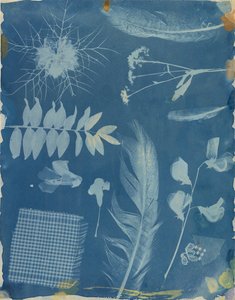 [标本排列] 作者 希波吕特·贝亚德
