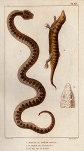 Aesping或Red Vipere，药店里的水貂，头在上面"。Fauna des Mdecins ou histoire des animaux et de leurs produits par Hippolyte Cloquet" - 第 6 卷 - 1825 年。 作者 伊波利特克洛奎特
