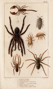 商店的 Amardille、疥疮的 Sascopte、狼蛛、疮疤的 Araignee、Mygale、天蝎座。”“Fauna des Physicians 或动物及其产品的历史，作者：Hippolyte Cloquet” - 第 6 卷 - 1825 年。