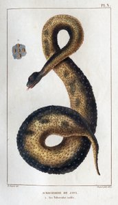 爪哇尖头弦。它的绝缘块茎。Fauna des Mdecins ou histoire des animaux et de leurs produits par Hippolyte Cloquet" - 第 6 卷 - 1825 年。