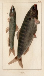 鲥鱼和鳀鱼"。Fauna des Mdecins ou histoire des animaux et de leurs produits par Hippolyte Cloquet" - 第 6 卷 - 1825 年。