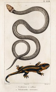 领蛇、陆螈"。Fauna des Médecins ou histoire des animaux et de leurs produits par Hippolyte Cloquet" - 第 6 卷 - 1825 年。