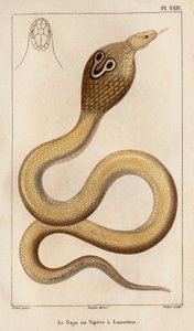 眼镜蛇或毒蛇戴着眼镜。”“Fauna des Médecins 或动物及其产品的历史，作者：Hippolyte Cloquet” - 第 6 卷 - 1825 年。 作者 伊波利特克洛奎特