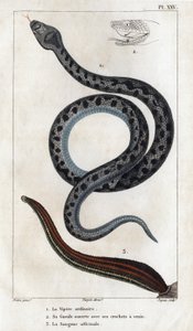普通的蝰蛇，张开嘴巴，獠牙带着毒液，这就是 "officinale Sangue"。Fauna des Médecins ou histoire des animaux et de leurs produits par Hippolyte Cloquet" - 第 6 卷 - 1825 年。