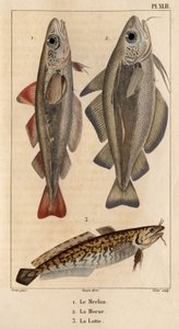 鳕鱼、鳕鱼和鳕鱼"。Fauna des Mdecins ou histoire des animaux et de leurs produits par Hippolyte Cloquet" - 第 6 卷 - 1825 年。