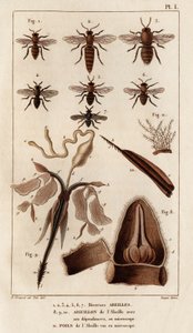 各种蜜蜂。”“Fauna des Mdecins 或动物及其产品的历史，作者：Hippolyte Cloquet” - 第 6 卷 - 1825 年。