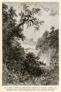 在精美的装备中，Aouda和Phileas Fogg驾驶着由Henri-Théophile雕刻的Jules Verne（1828-1905）来自八十天环游世界的丰富森林景观。