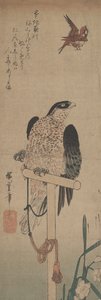 栖息处的猎鹰、麻雀和水仙