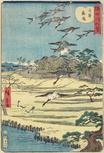 1861年11月在Shirahige归巢鹅