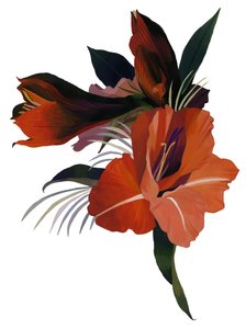 一朵基于金盏花的假想花。 作者 井筒宏之