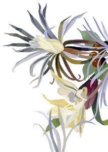 Elegant, beard-like flowers.