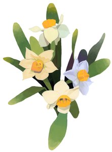 Narcissus 作者 井筒宏之