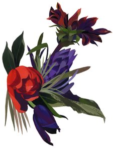 郁金香和大丽花。
