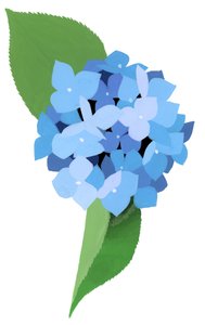 hydrangea 作者 井筒宏之