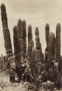 墨西哥：瓜伊马斯，"Cereus Pringlei"，索诺拉州（黑白照片）
