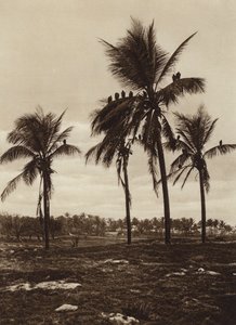墨西哥：维拉克鲁斯周围的布伊特雷斯（黑白照片） 作者 雨果·布雷默