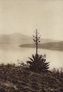 墨西哥：盛开着龙舌兰的查帕拉湖畔（黑白照片） 作者 雨果·布雷默