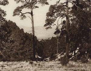 墨西哥：奥里萨巴山脚下的野生全景（黑白照片） 作者 雨果·布雷默
