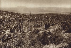 墨西哥：Sierra de Tehuacan，前部为 "Echinocactus grandis"（黑白照片） 作者 雨果·布雷默
