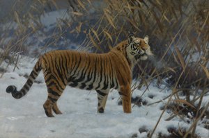 "雪中虎》 雨果-温格维特(1869-1944)的绘画作品 1912年 收藏品 作者 雨果风暴