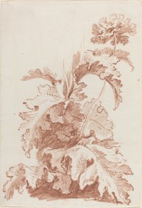 盛开的罂粟花 作者 让·巴蒂斯特·休特