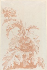 盛开的罂粟花 作者 让·巴蒂斯特·休特