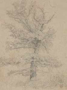 美国冷杉 作者 艾达·魏塞尔伯格·哈德拉（Ida Weisselberg Hadra）
