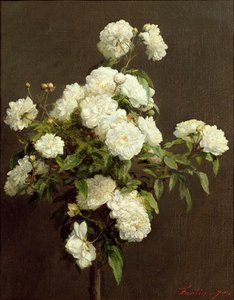 白玫瑰，1870年