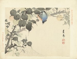 蓝橙色的鸟在树枝上看着蜘蛛
Keinen 的花鸟素描（系列标题）
Keinen kacho gafu（物体上的系列标题） 作者 青木小三郎