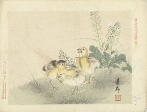 三只小鸡
Keinen 的花鸟素描（系列标题）
Keinen kacho gafu（物体上的系列名称） 作者 青木小三郎