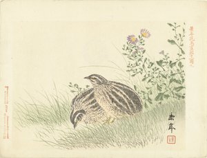 两只鹌鹑
Keinen 的花鸟素描（系列标题）
Keinen kacho gafu（物体上的系列名称） 作者 青木小三郎