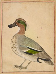 绿翅蓝绿色，约1730年 作者 印度学校