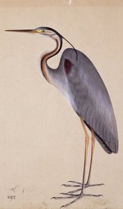 苍鹭c。 1820 作者 印度学校