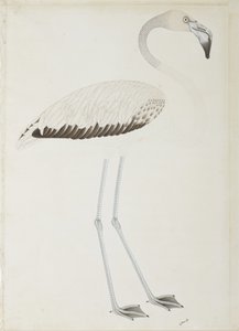 火烈鸟，1780年（纸上不透明的wc） 作者 印度学校