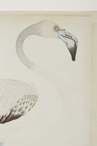 火烈鸟，细节，c.1780（纸上不透明的wc） 作者 印度学校
