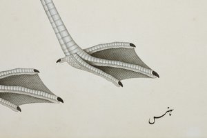 火烈鸟，细节，c.1780（纸上不透明的wc） 作者 印度学校