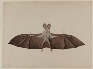 亚洲小虚假吸血蝙蝠，约1790年 作者 印度学校