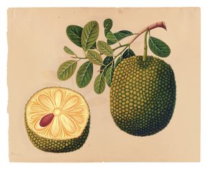 榴莲果和植物，1815年（纸上不透明的wc）