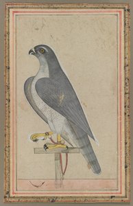 猎鹰，约 1770 年（纸上不透明水彩画） 作者 印度学校