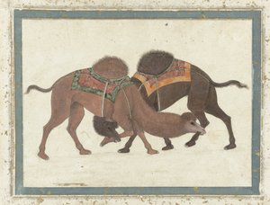 战斗骆驼，c.1680-1700 作者 印度学校